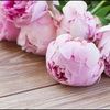 peony_petals peony_petals